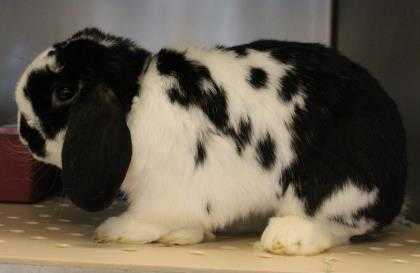 Adopt Crowley a Black Other/Unknown / Other/Unknown / Mixed rabbit in