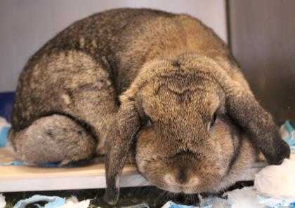 Adopt Bee a Chocolate Other/Unknown / Other/Unknown / Mixed rabbit in