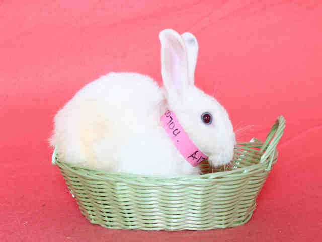 Adopt BUN a Bunny Rabbit