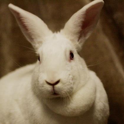 Adopt Stella a White New Zealand / Other/Unknown / Mixed rabbit in Saukville