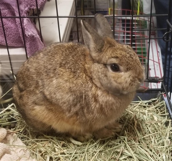 Adopt Zoey a Netherland Dwarf / Mixed rabbit in Silverdale, WA (24707856)