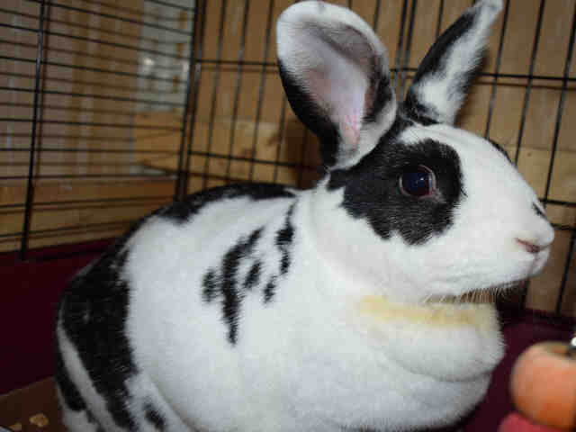 Adopt OREO a White Other/Unknown / Mixed rabbit in Westminster, MD (24862777)