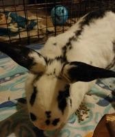 Adopt Marmalade a White Checkered Giant / Mixed (short coat) rabbit in Woburn
