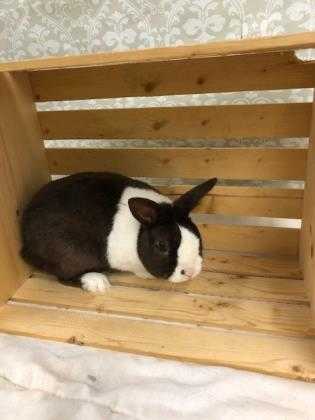 Adopt BROWNIE a Chocolate American / American / Mixed rabbit in Tangent