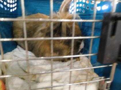 Adopt Chocolate a Chocolate American Fuzzy Lop / Lionhead / Mixed rabbit in