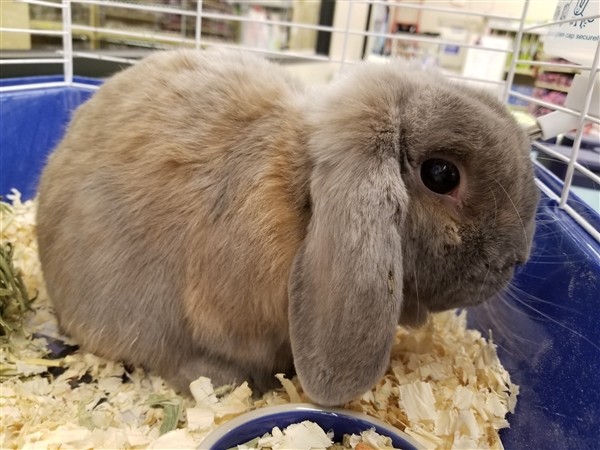 Adopt Harvey a Mini Lop / Mixed rabbit in Flanders, NJ (20719846)