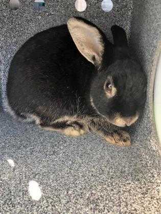 Adopt 41123091 a Black American / Mixed rabbit in Arlington, TX (24864524)