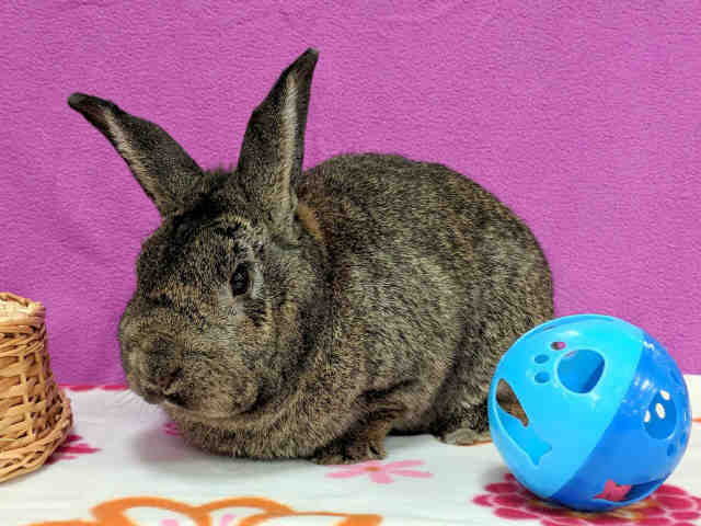 Adopt SHONTA a Fawn Other/Unknown / Mixed rabbit in Martinez, CA (20692904)