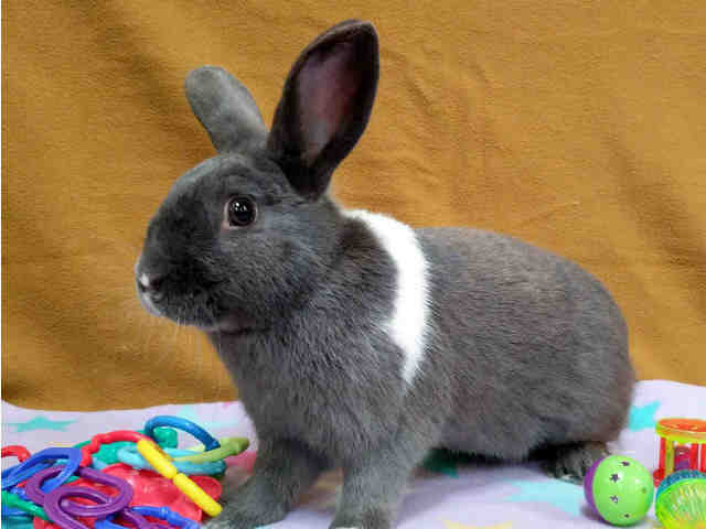 Adopt MACAROON a Grey/Silver Other/Unknown / Mixed rabbit in Martinez