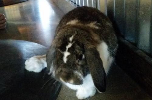 Adopt Fifi a Mini Lop / Mixed rabbit in Plainfield, IN (24664560)