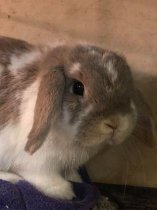 Adopt Clementine a Holland Lop