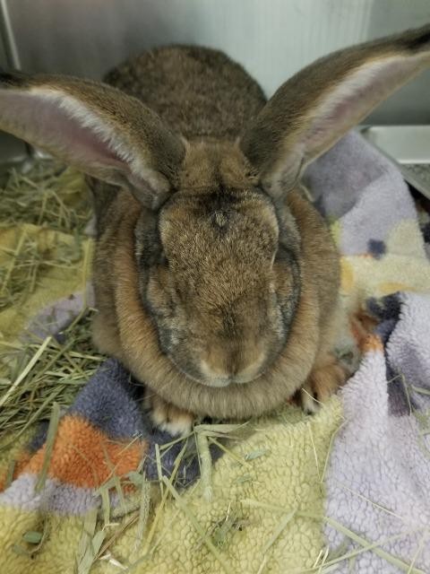 Adopt Marian a Flemish Giant / Mixed (short coat) rabbit in Kodiak