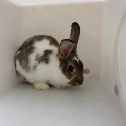 Adopt Peter Rabbit a White American / American / Mixed rabbit in Racine