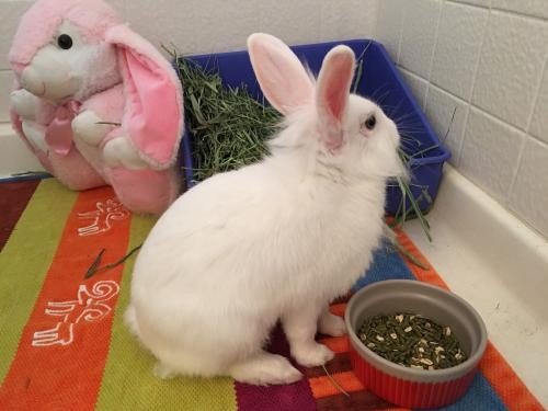 Adopt Lionel a White Lionhead / Mixed rabbit in Escondido, CA (24660219)