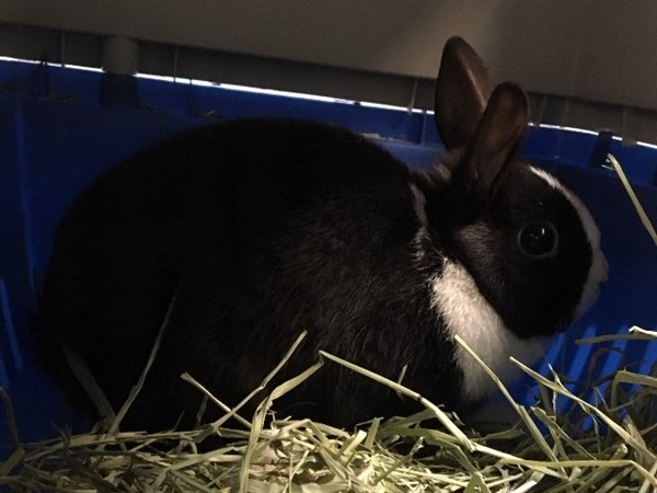 Adopt Mami a Dutch / Mixed (short coat) rabbit in Brooklyn, NY (24860634)