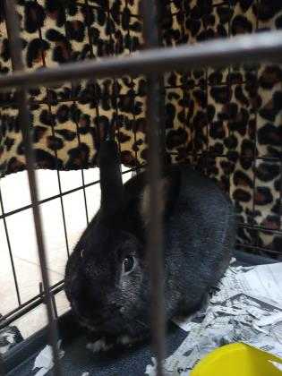 Adopt Goober a Black Californian / Californian / Mixed rabbit in Galveston