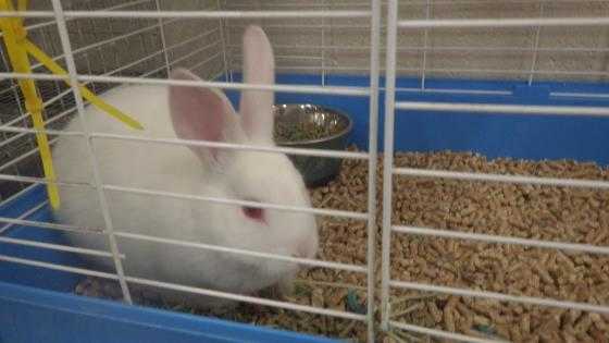 Adopt a White Other/Unknown / Mixed rabbit in Fruit Heights, UT (24696104)