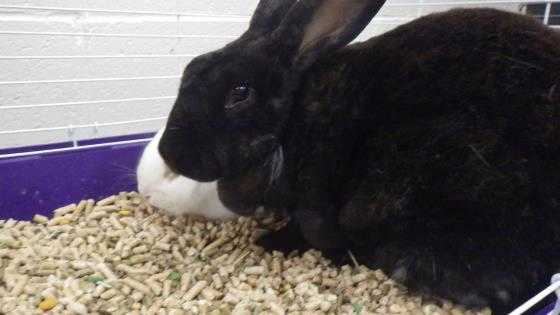 Adopt ASHLEY a Black Other/Unknown / Mixed rabbit in Fruit Heights