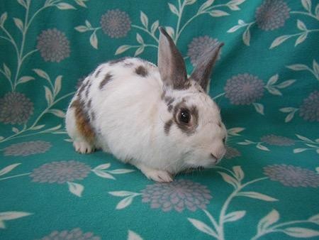 Adopt Rainger a Other/Unknown / Mixed (short coat) rabbit in Scotts Valley