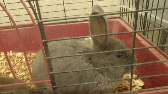 Adopt a Grey/Silver Other/Unknown / Mixed rabbit in Fruit Heights, UT (24696101)