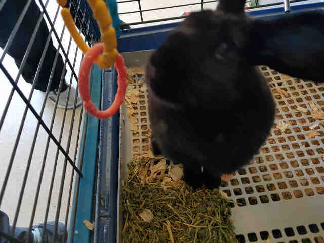 Adopt MIDNIGHT a Black Other/Unknown / Mixed rabbit in Fairfield, CA (20710552)