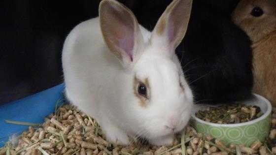 Adopt ROOKIE a Black Other/Unknown / Mixed rabbit in Fruit Heights