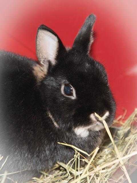 Adopt SUNDAE a Black Netherland Dwarf / Mixed rabbit in Methuen, MA (20699582)
