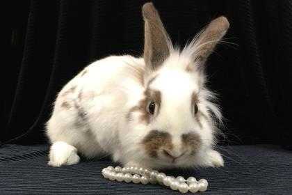 Adopt Obsidian a White Lionhead / Lionhead / Mixed rabbit in Voorhees