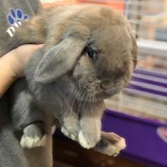 Adopt Hercules a American Fuzzy Lop