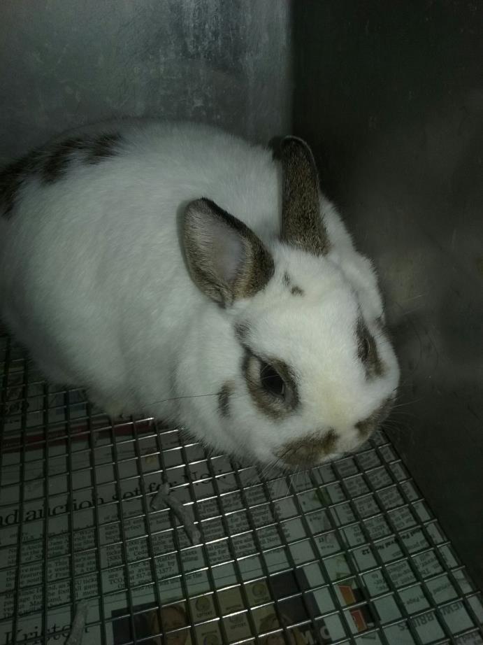 Adopt winchester a White Dwarf / Mixed (short coat) rabbit in Olivet