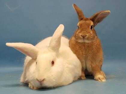 Adopt Manmen a White Other/Unknown / Other/Unknown / Mixed rabbit in Golden