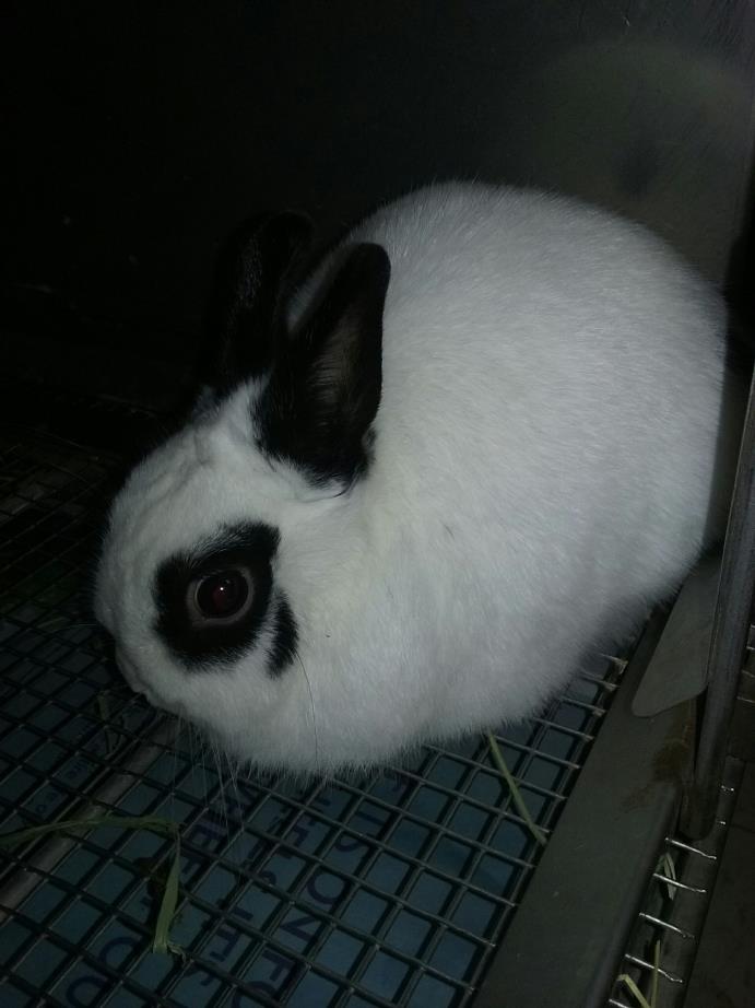Adopt Banillie a White Dwarf / Mixed (short coat) rabbit in Olivet