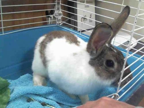 Adopt SPRITE a Other/Unknown / Mixed (medium coat) rabbit in Murray
