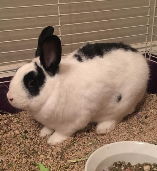 Adopt Oreo (#7) - Wait List a Bunny Rabbit