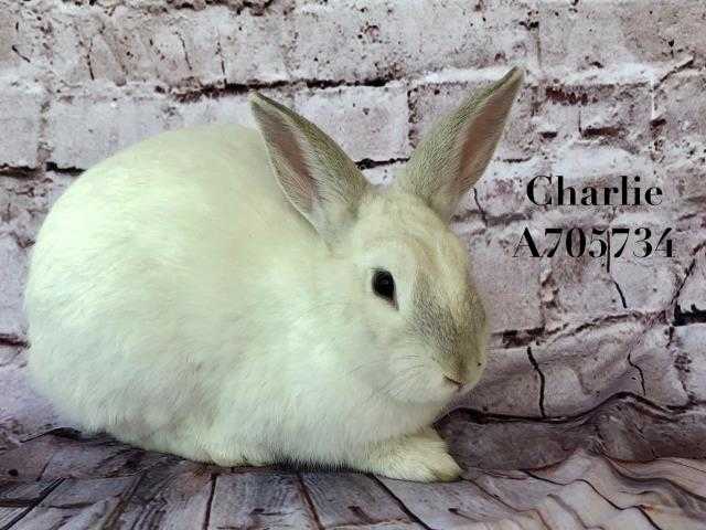 Adopt a White Other/Unknown / Mixed rabbit in Camarillo, CA (24862735)