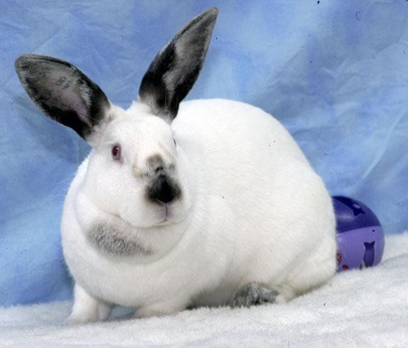 Adopt Apple a Californian / Mixed (short coat) rabbit in Pflugerville