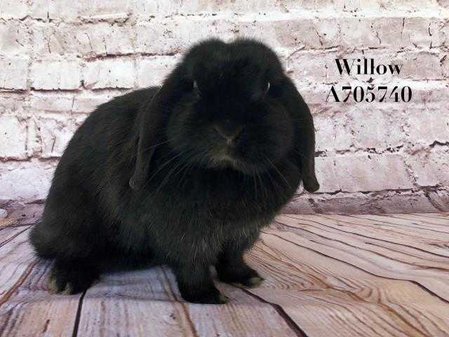 Adopt a Black Lop, Holland / Mixed rabbit in Camarillo, CA (24862742)