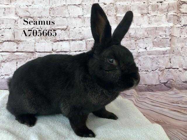Adopt a Black Other/Unknown / Mixed rabbit in Camarillo, CA (24862745)