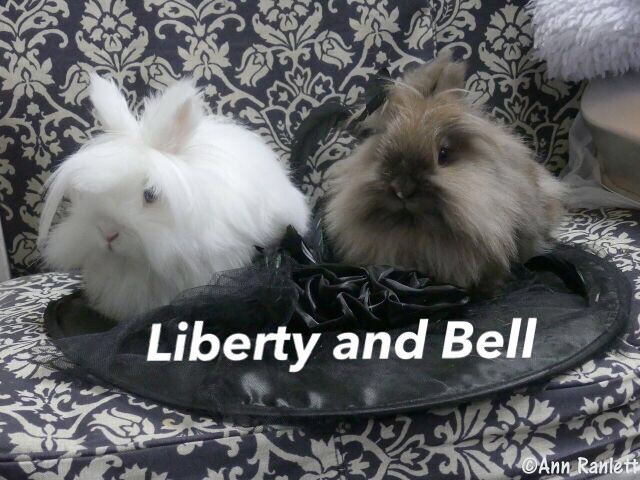Adopt Liberty/Bell a White Lionhead / Mixed (long coat) rabbit in Auburn