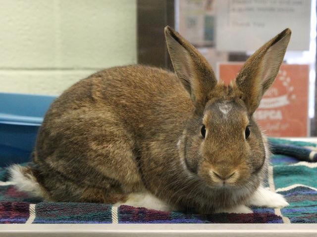 Adopt Hermen a American / Mixed rabbit in Virginia Beach, VA (24861517)