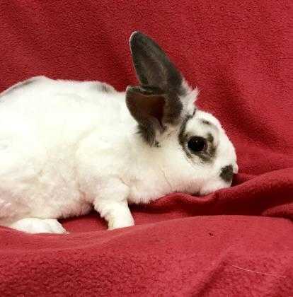 Adopt Snow a White Other/Unknown / Other/Unknown / Mixed rabbit in Tampa
