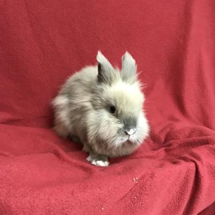 Adopt Khal a Blue Other/Unknown / Other/Unknown / Mixed rabbit in Tampa