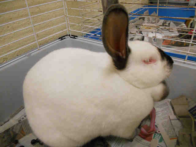 Adopt SUGAR a Black Other/Unknown / Mixed rabbit in Vero Beach, FL (24707300)