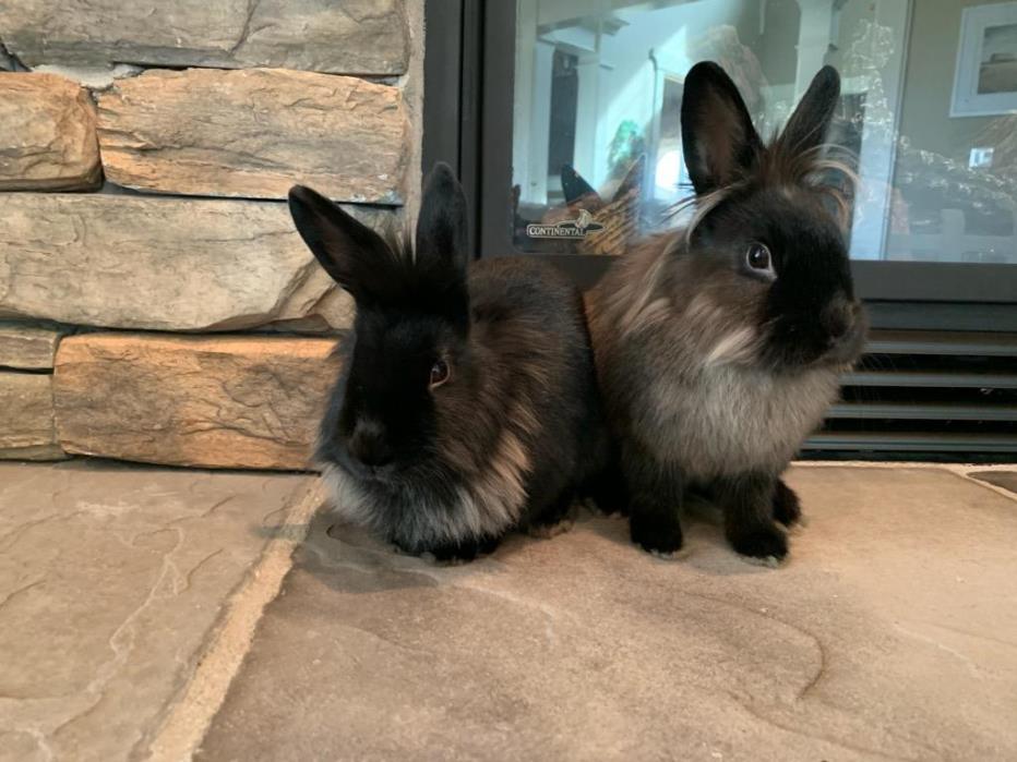 Adopt Luna and Daisy a Lionhead / Mixed rabbit in Boise, ID (24706912)