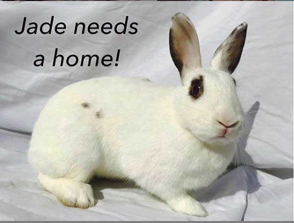 Adopt Jade a Bunny Rabbit