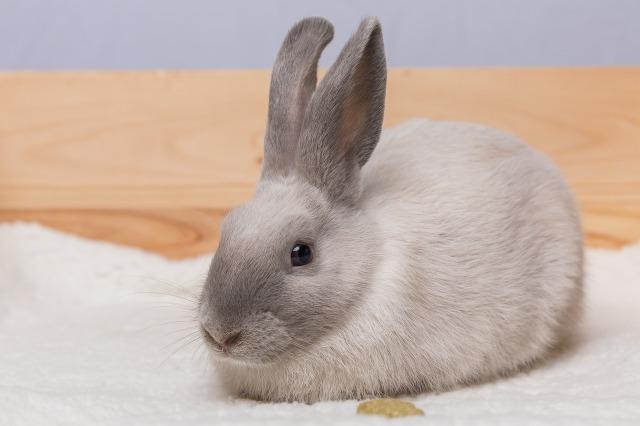 Adopt Lavender, Peppermint2 a Other/Unknown / Mixed (short coat) rabbit in