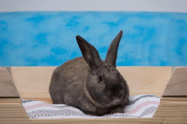 Adopt Mayweather a Cinnamon / Mixed (short coat) rabbit in Pflugerville