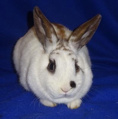 Adopt Cleo a White English Spot / Mixed rabbit in Woburn, MA (24860922)