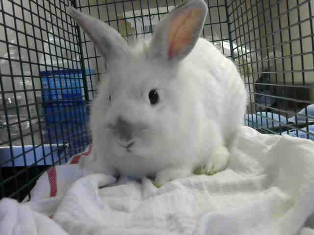 Adopt *SHIMO a Black Other/Unknown / Mixed rabbit in Sacramento, CA (24711290)