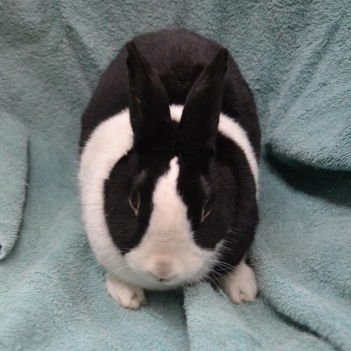 Adopt Henrietta a Black Dutch / Mixed (short coat) rabbit in Wheaton